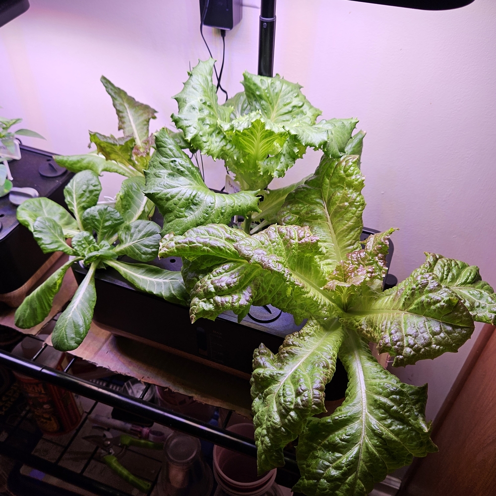 Indoor Hydroponics Grow System Home Gardening 14 Pods Vegetables Fruit Rainpoint